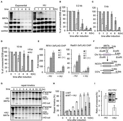 Mrc1-Dependent Chromatin Compaction Represses DNA Double-Stranded Break Repair by Homologous Recombination Upon Replication Stress